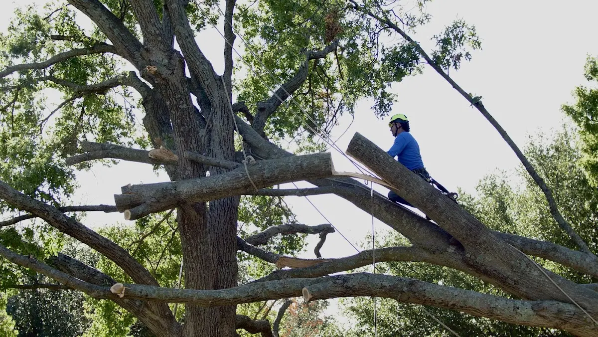 Professional Crown Thinning performed by certified arborists in Santo